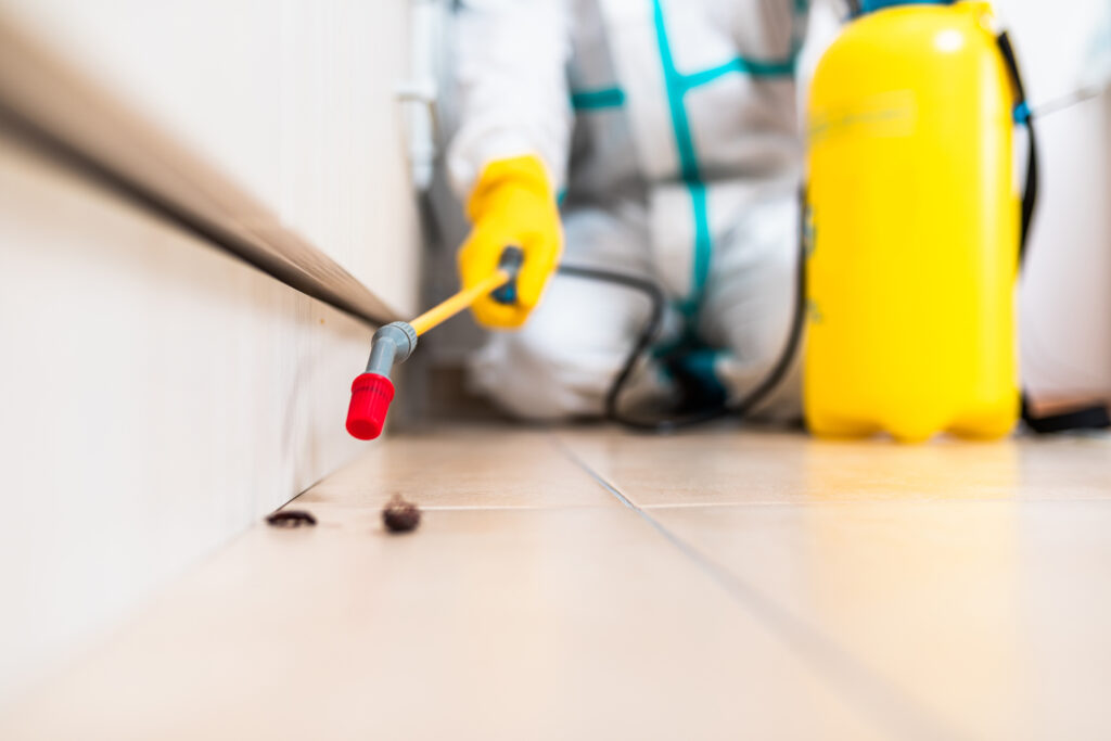 Boerne Cockroach Experts